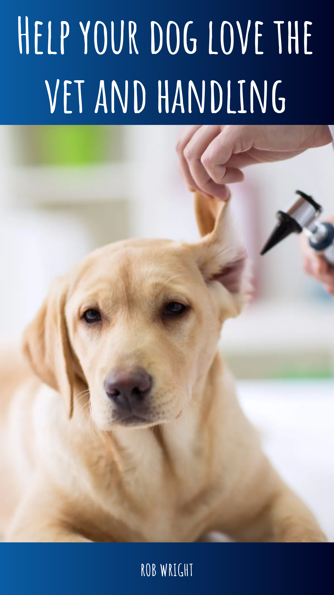 Help your dog to love the vet & handling